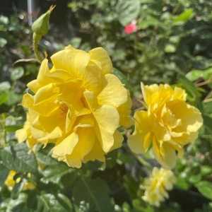 Gardener's Glory Climbing Rose