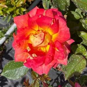 Piccadilly Climbing Rose