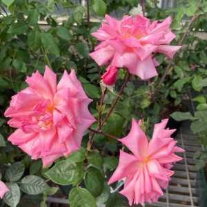 Rosy Mantle Climbing Rose