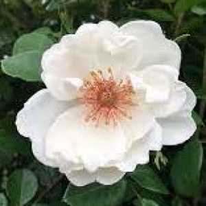 Starlight Symphony Climbing Rose