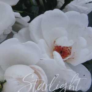 Starlight Symphony Climbing Rose