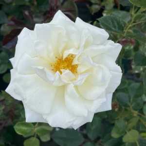 White Cockade Climbing Rose