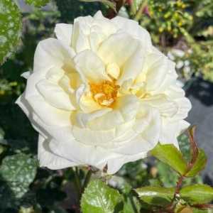 White Cockade Climbing Rose