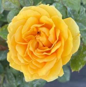 Absolutely Fabulous (Julia Child) Floribunda Rose