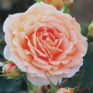 Absent Friends Floribunda Rose