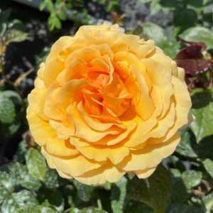 Amber Queen Floribunda Rose