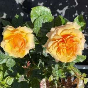 Amber Queen Floribunda Rose