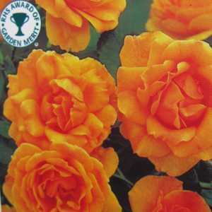 Amber Queen Floribunda Rose