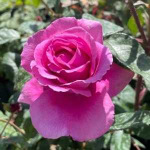 Claire Marshall Floribunda Rose