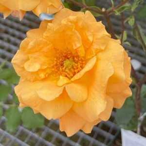 Glenfiddich Floribunda Rose