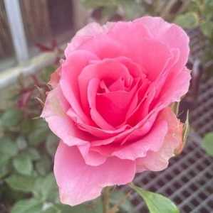 You're Beautiful Floribunda Rose