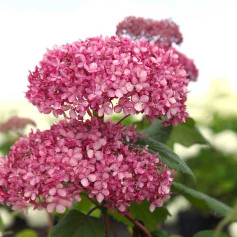 Hydrangea Arborescens Pink Annabelle (II Proven Winners)