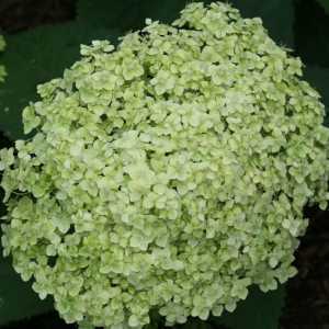 Hydrangea Arborescens Lime Rickey