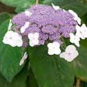 Hydrangea Aspera Macrophylla Large Leaved Scabrous Hydrangea