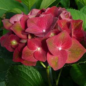 Hydrangea Macrophylla AB Green Shadow