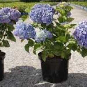 Hydrangea Macrophylla Magic Crystal Ankong