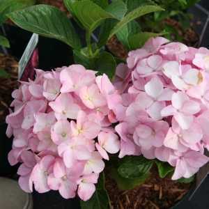 Hydrangea Macrophylla Belle Seduction