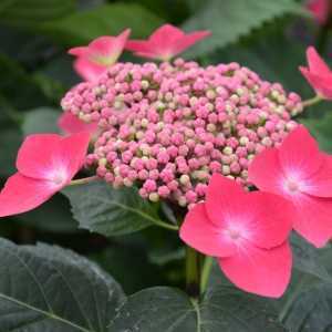 Hydrangea Macrophylla Kardinal Teller Red