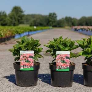 Hydrangea Macrophylla Kardinal Teller Red