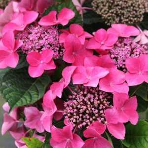 Hydrangea Macrophylla Kardinal Teller Red