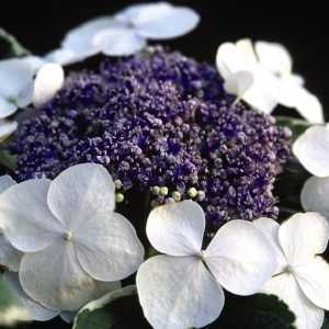 Hydrangea Macrophylla Light Of Day