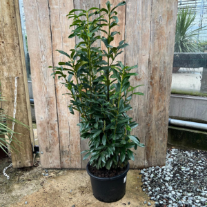 Prunus Laurocerasus Genolia 130cm 25ltr (Pack Of 8)