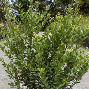 Ilex Crenata Caroline Upright 40-50cm Heitght x 45cm Wide Wired Rootball