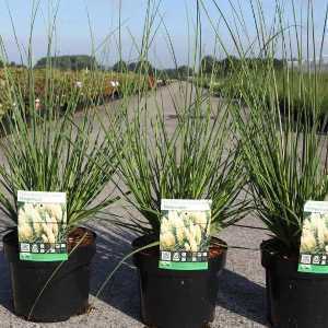 Cortaderia Selloana Tiny Pampa  Grass