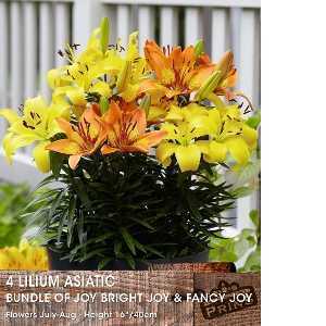 Lilium Asiatic - Bundle of Joy, Bright Joy & Fancy Joy - 4 pack