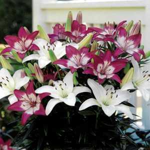 Lillium Asiatic Bundle of Joy, Perfect Joy & Sparkling Joy