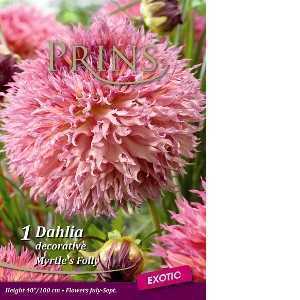 Dahlia  Decorative Myrtle's Folly x 1