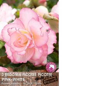 Begonia Picotee Picotee - Pink White x 3