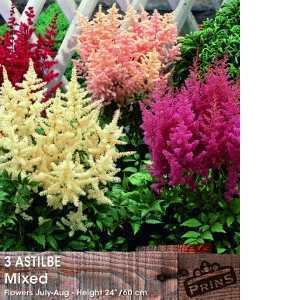 Astilbe Mixed x 3 Pre Packed Perennials