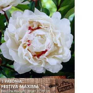 Paeonia Festiva Maxima x 1