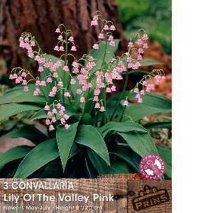 Convallaria Lily of The Valley Pink  Pack of 3