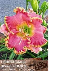 Hemerocallis Diva's Choice x 1