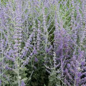 Perovskia Atriplicifolia Silvery Blue Russian Sage