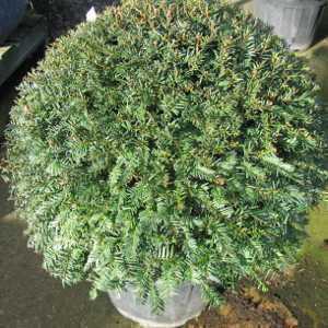 Taxus Baccata (Yew) Ball