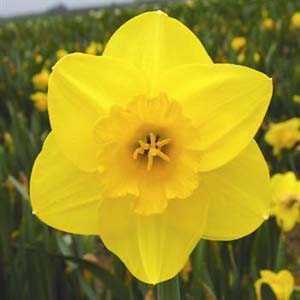 Daffodil Large Cupped Camelot Bulbs 25kg Bag