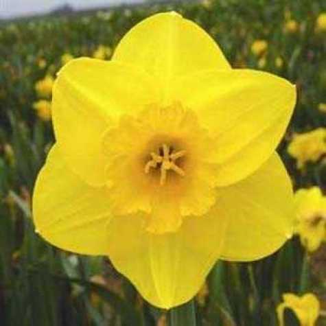 Daffodil Large Cupped Camelot Bulbs 3kg Bag