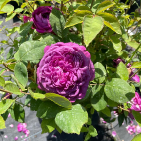 Reine Des Violettes Old Fashioned Hybrid Tea Rose