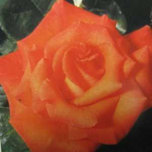 Cheshire Life Hybrid Tea Rose