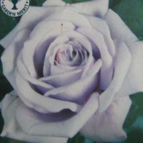 Twice In A Blue Moon Hybrid Tea Rose