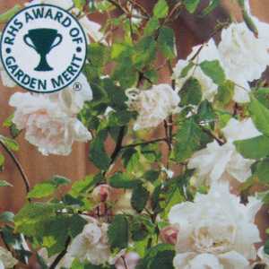 Madame Alfred Carriere Climbing Rose