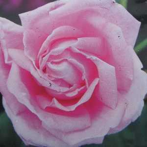 Conrad F. Meyer Shrub Rose