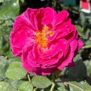 Madame Isaac Pereire Shrub Rose