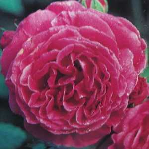 Madame Isaac Pereire Shrub Rose