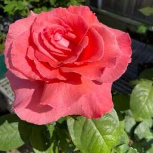 Duke of Windsor Hybrid Tea Rose