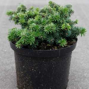 Abies koreana 'Brilliant'