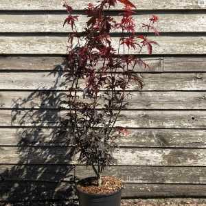 Acer Palmatum Skeeter